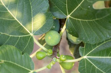 İncir ağacının dalındaki incirler hala olgunlaşmamış, yazın İspanya 'nın Salamanca eyaletinde.