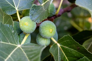 İncir ağacının dalındaki incirler hala olgunlaşmamış, yazın İspanya 'nın Salamanca eyaletinde.