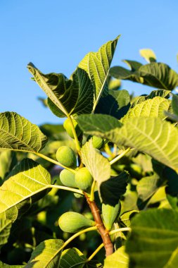 İncir ağacının dalındaki incirler hala olgunlaşmamış, yazın İspanya 'nın Salamanca eyaletinde.