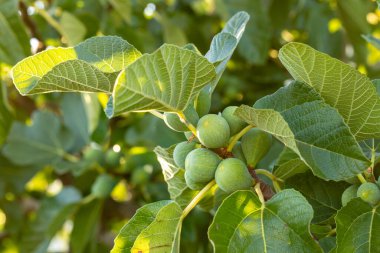 İncir ağacının dalındaki incirler hala olgunlaşmamış, yazın İspanya 'nın Salamanca eyaletinde.