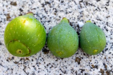 İncir ağacının dalındaki incirler hala olgunlaşmamış, yazın İspanya 'nın Salamanca eyaletinde.