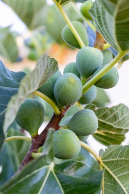 İncir ağacının dalındaki incirler hala olgunlaşmamış, yazın İspanya 'nın Salamanca eyaletinde.