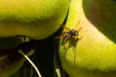 İspanya, Salamanca 'da bir tarlada bir armut ağacının dallarında ve yapraklarında dinlenen eşekarısı.