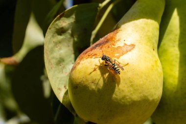 İspanya, Salamanca 'da bir tarlada bir armut ağacının dallarında ve yapraklarında dinlenen eşekarısı.