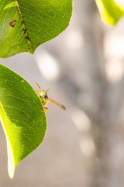 İspanya, Salamanca 'da bir tarlada bir armut ağacının dallarında ve yapraklarında dinlenen eşekarısı.