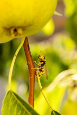 İspanya, Salamanca 'da bir tarlada bir armut ağacının dallarında ve yapraklarında dinlenen eşekarısı.