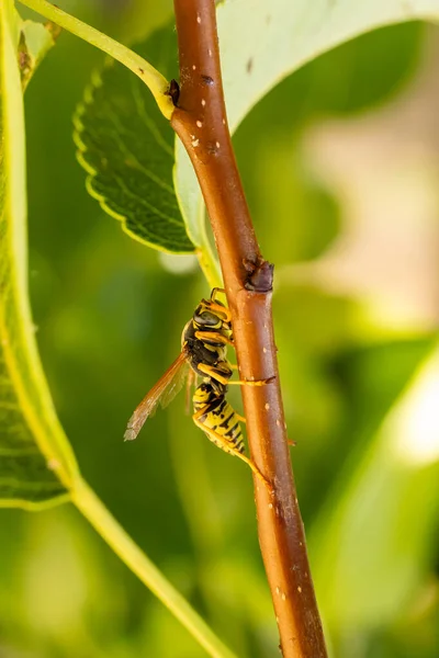 Wasp Resting Branches Leaves Pear Tree Field Salamanca Spain — Stock Photo, Image