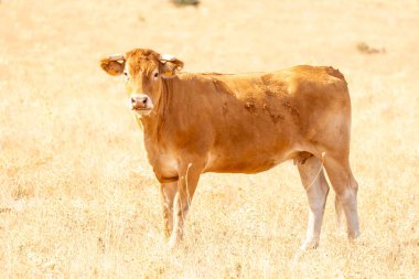 Salamanca, İspanya 'da inekler