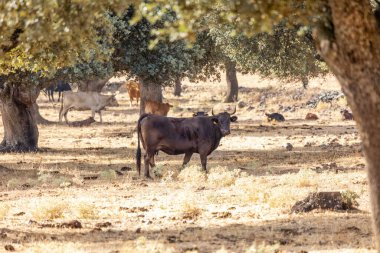 Salamanca, İspanya 'da inekler