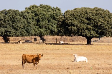 Salamanca, İspanya 'da inekler