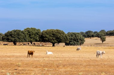 Salamanca, İspanya 'da inekler