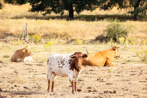 Koeien Velden Van Salamanca Spanje — Stockfoto