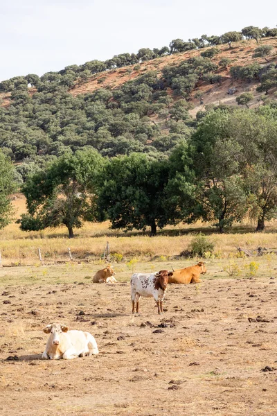 Корови Полі Саламанки Іспанія — стокове фото