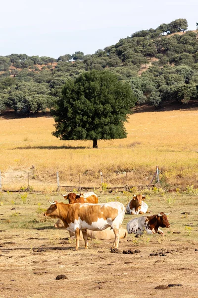 Корови Полі Саламанки Іспанія — стокове фото