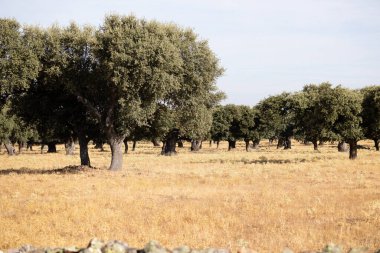 Salamanca dehesa, İspanya 'daki Holm meşeleri