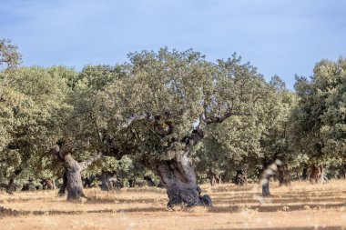 Salamanca dehesa, İspanya 'daki Holm meşeleri