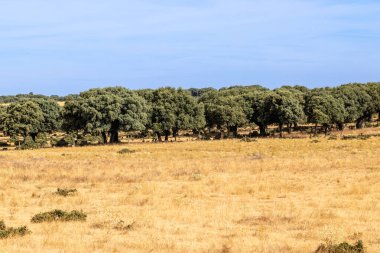 Salamanca dehesa, İspanya 'daki Holm meşeleri