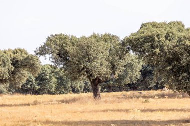 Salamanca dehesa, İspanya 'daki Holm meşeleri