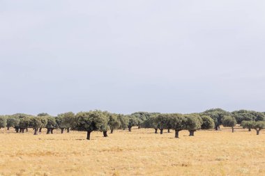 Salamanca dehesa, İspanya 'daki Holm meşeleri