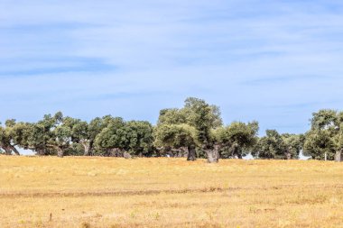Salamanca dehesa, İspanya 'daki Holm meşeleri