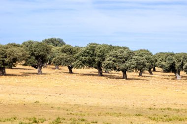 Salamanca dehesa, İspanya 'daki Holm meşeleri