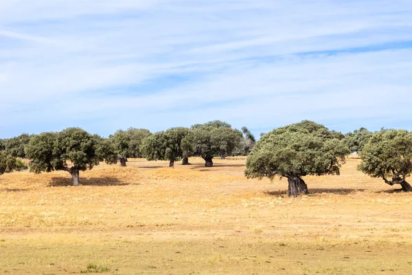 Хольмовые Дубы Полях Саламанки Испания — стоковое фото