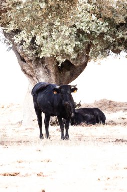 Salamanca, İspanya 'da inekler
