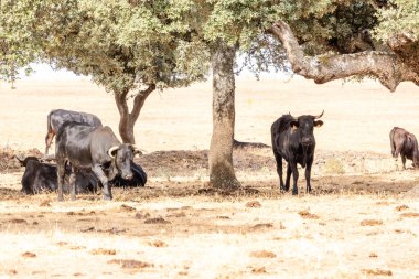 Salamanca, İspanya 'da inekler