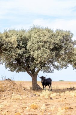 Salamanca, İspanya 'da inekler