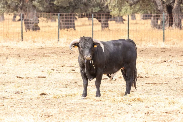 西班牙萨拉曼卡田野里的奶牛 — 图库照片