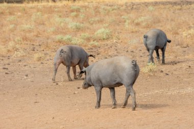 Otlatma ve meşe palamutları Salamanca, İspanya dehesa yiyerek İber domuz