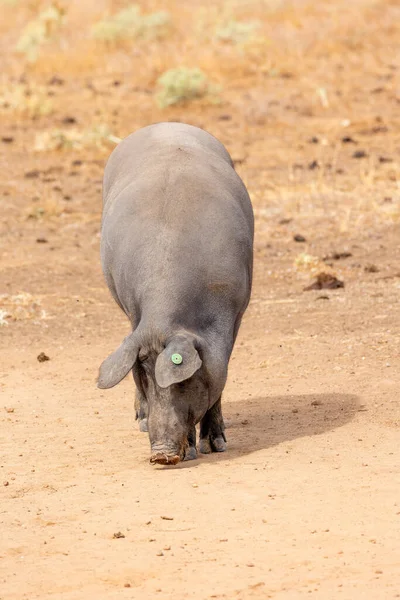 Iberian Pigs Grazing Eating Acorns Dehesa Salamanca Spain — Stock Photo, Image