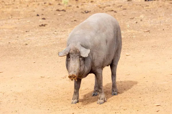在西班牙萨拉曼卡的德赫萨 伊比利亚猪吃草和吃橡子 — 图库照片