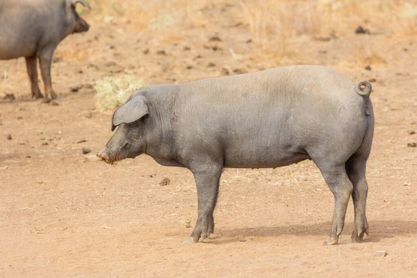 在西班牙萨拉曼卡的德赫萨 伊比利亚猪吃草和吃橡子 — 图库照片