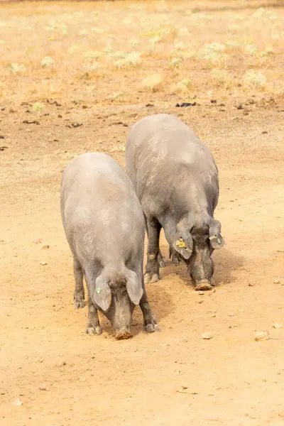 Иберийские Свиньи Пасутся Едят Желуди Дегезе Саламанке Испания — стоковое фото