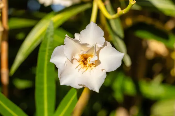 stock image A selective focus closeup of the Oleanflowering plant