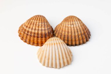 makro fotoğrafçılıkta beyaz arkaplan üzerindeki deniz kabukları