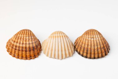 makro fotoğrafçılıkta beyaz arkaplan üzerindeki deniz kabukları