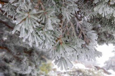 2023 yılında İspanya 'nın Madrid kentindeki Sierra de Guadarrama' da buzla kaplı ağaç dalları