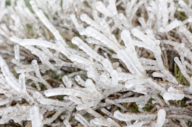 2023 yılında İspanya 'nın Madrid kentindeki Sierra de Guadarrama' da buzla kaplı ağaç dalları