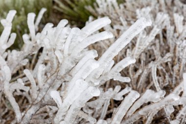 2023 yılında İspanya 'nın Madrid kentindeki Sierra de Guadarrama' da buzla kaplı ağaç dalları