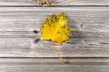 Eski ahşap arka planda sonbahar renkleriyle yapraklar