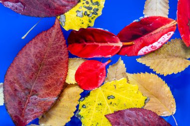 Mavi arkaplanda sonbahar renklerine sahip yapraklar
