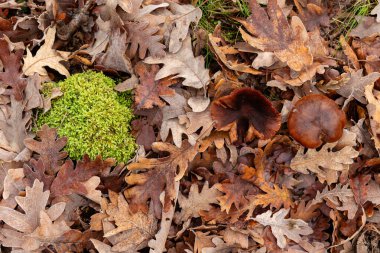 İspanya 'nın Segovia eyaletinin Granja de San Ildefonso kasabasında sonbaharda meşe ormanı.