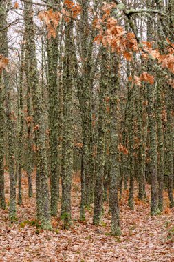 İspanya 'nın Segovia eyaletinin Granja de San Ildefonso kasabasında sonbaharda meşe ormanı.