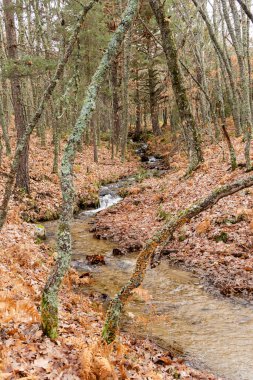 İspanya 'nın Segovia eyaletinin Granja de San Ildefonso kasabasında sonbaharda meşe ormanı.