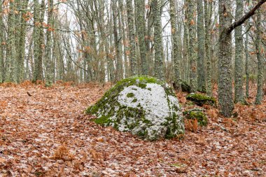 İspanya 'nın Segovia eyaletinin Granja de San Ildefonso kasabasında sonbaharda meşe ormanı.