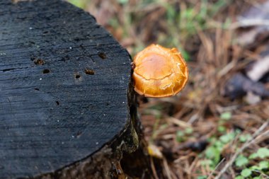 İspanya 'nın Segovia eyaletinin Granja de San Ildefonso kasabasında sonbaharda meşe ormanı.