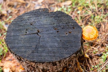 İspanya 'nın Segovia eyaletinin Granja de San Ildefonso kasabasında sonbaharda meşe ormanı.
