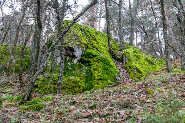 İspanya 'nın Segovia eyaletinin Granja de San Ildefonso kasabasında sonbaharda meşe ormanı.